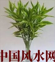 绥化十二生肖养什么植物最旺财运？你知道吗！